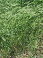 wild barley, mouse barley (Hordeum leporinum)